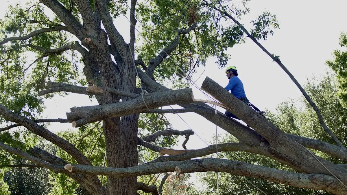 Professional Crown Thinning performed by certified arborists in Braddyville