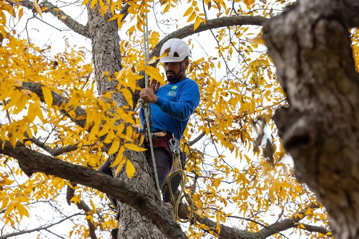 Skilled Storm Damage Cleanup crew working in Braddyville
